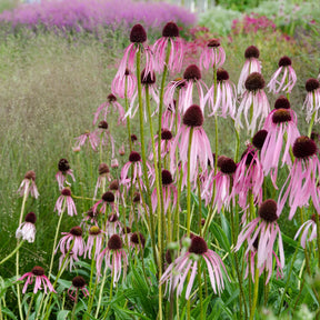 Vente 5 Vivaces pour massif ensoleillé  - Deschampsia cespitosa, Gaura lindheimeri, Nepeta faassenii, Perovskia atriplicifolia, Echinacea pallida                