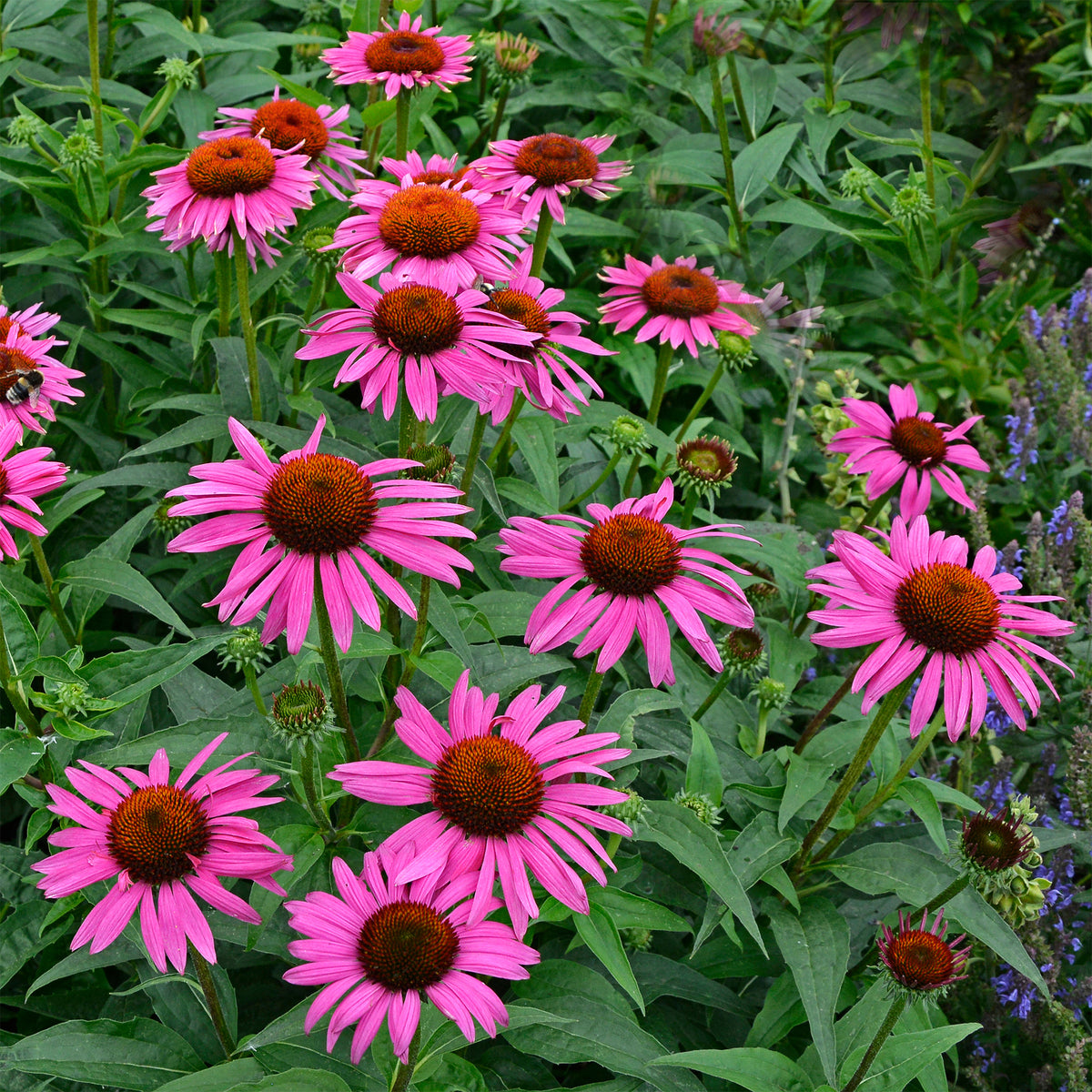Rudbeckia pourpre Fatal Attraction- Echinacea - Willemse
