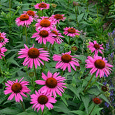 Rudbeckia pourpre Fatal Attraction- Echinacea - Willemse