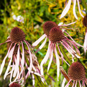 Vente Rudbeckia pâle Hula Dancer - Echinacea - Echinacea pallida Hula Dancer