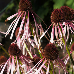 Rudbeckia - Rudbeckia pâle Hula Dancer - Echinacea - Echinacea pallida Hula Dancer