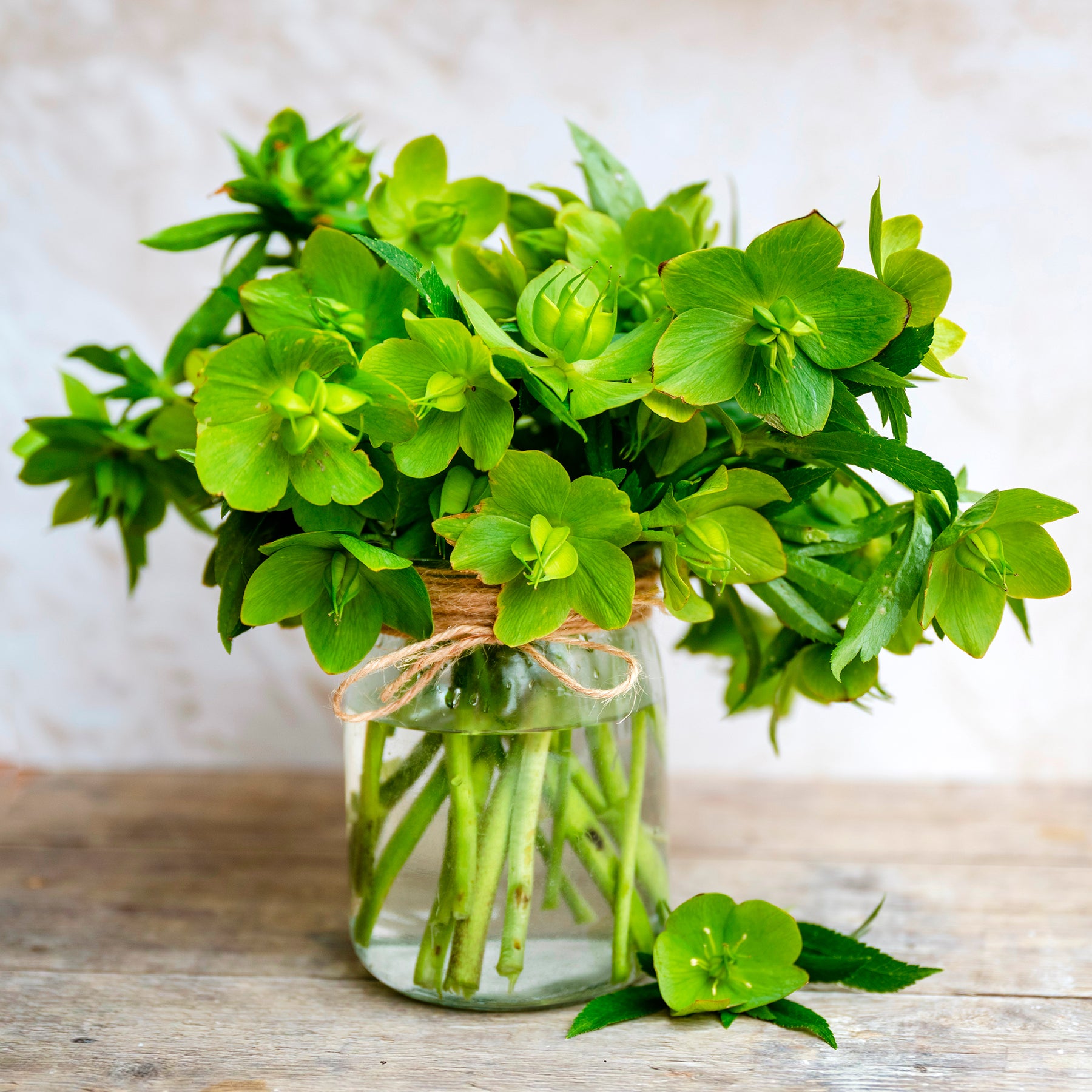 Hellébore de Corse - Helleborus argutifolius - Willemse