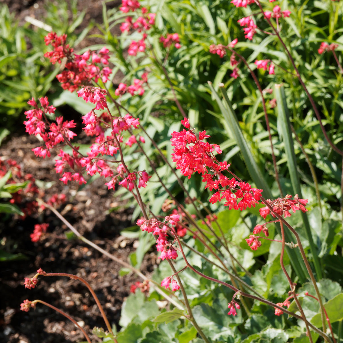 Heuchères - Heuchère Pluie de Feu - Heuchera pluie de feu
