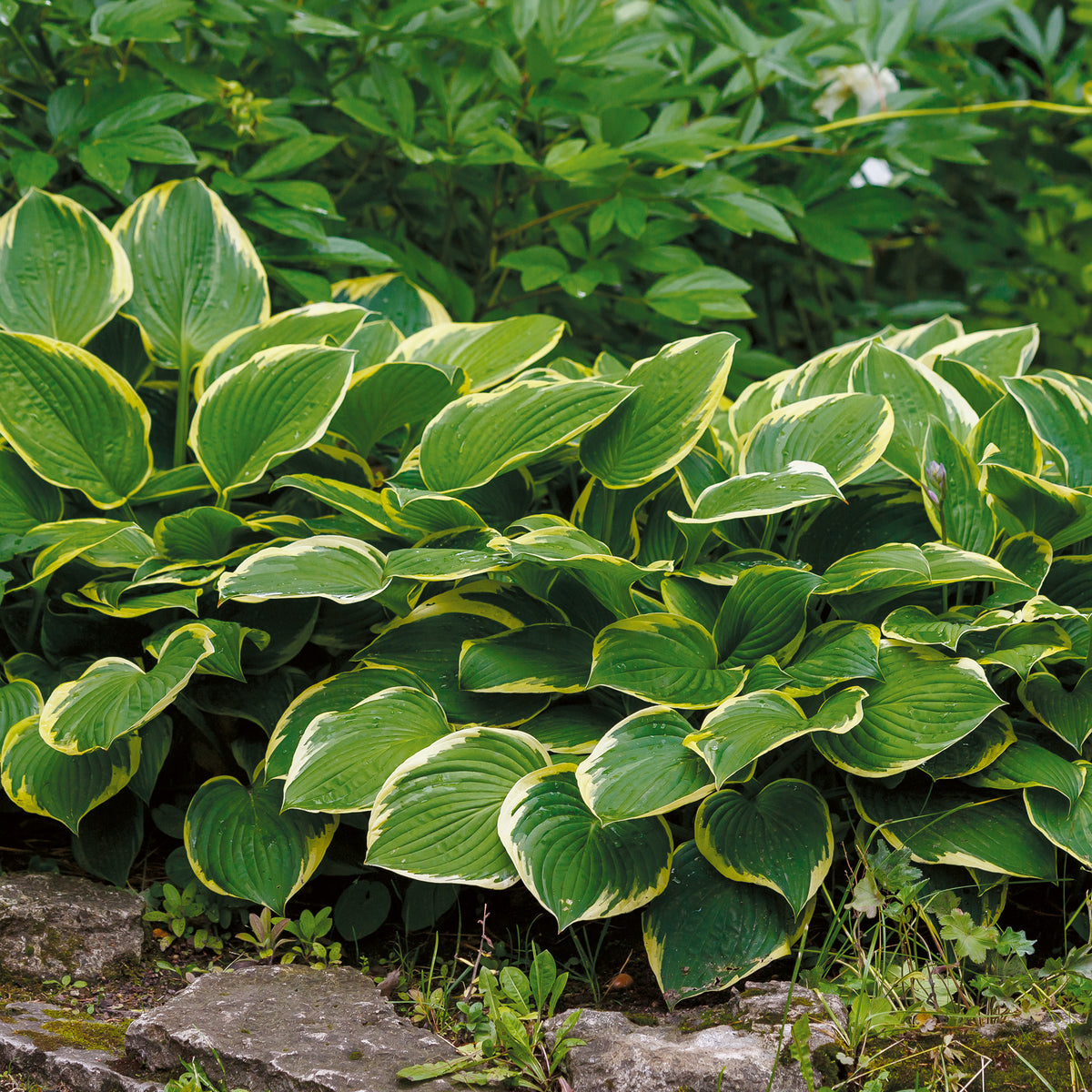 Hosta Aureomarginata - Willemse