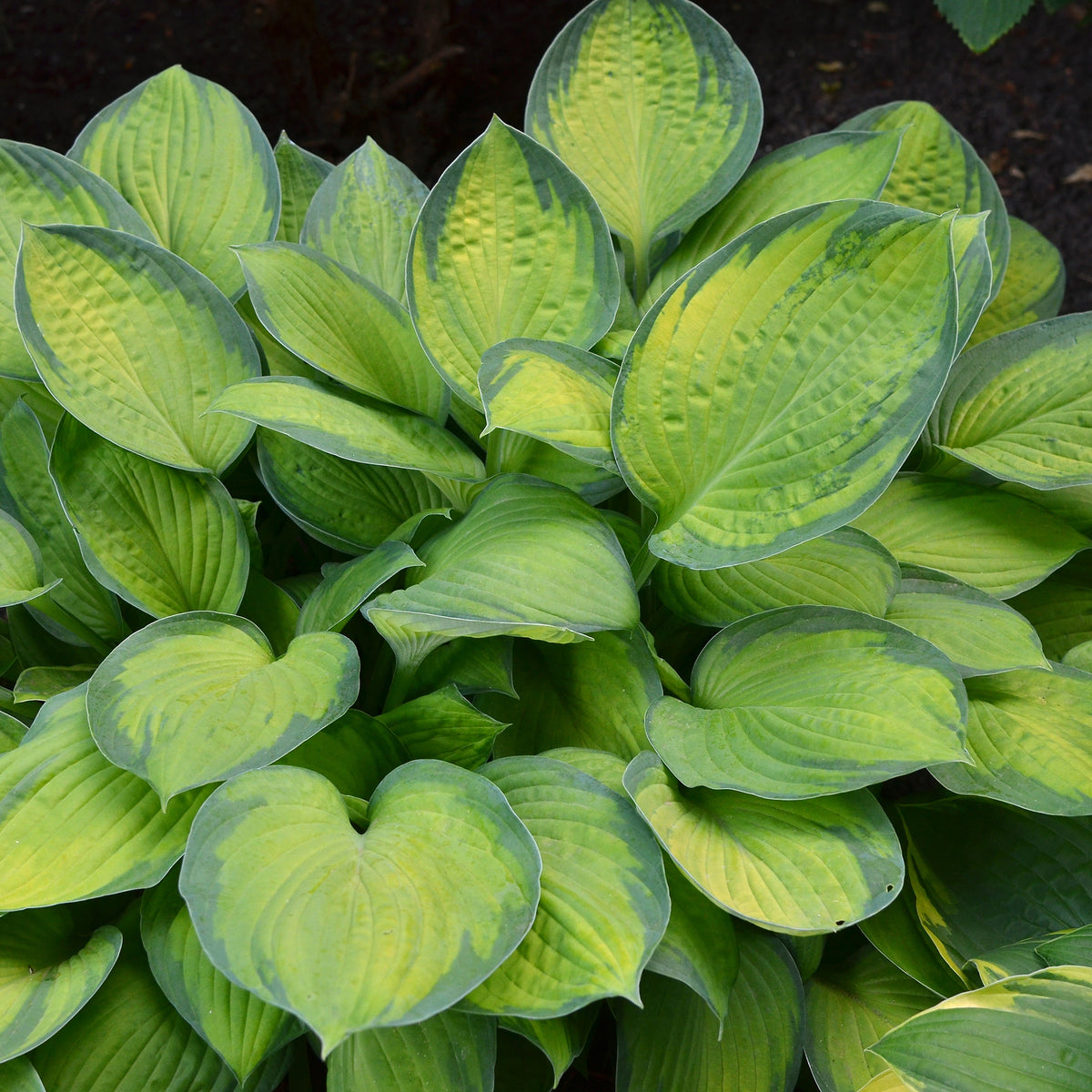 Hosta Guacamole - Hosta Guacamole - Willemse