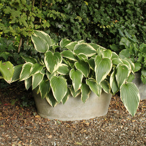 Hosta So Sweet - Hosta so sweet - Willemse