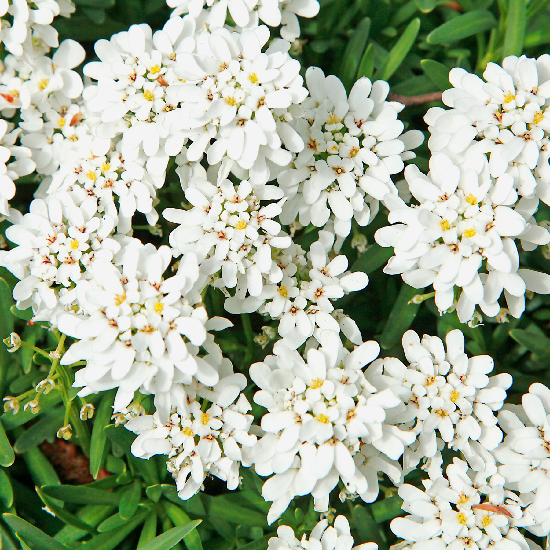 Vente Corbeille d'argent Weisser Zwerg - Iberis - Iberis sempervirens weisser zwerg