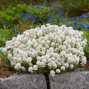 Corbeille d'Argent - Corbeille d'argent Weisser Zwerg - Iberis - Iberis sempervirens weisser zwerg