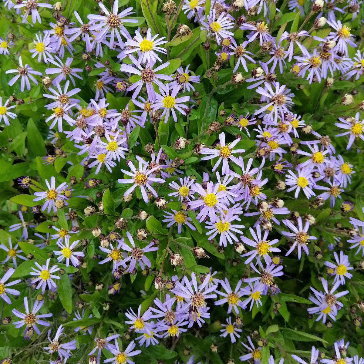 Kaliméris Nana Blue - Kalimeris incisa nana blue - Willemse