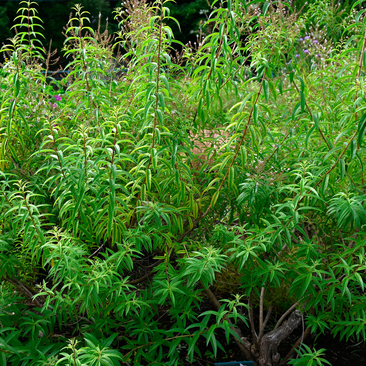 Verveine citronnelle