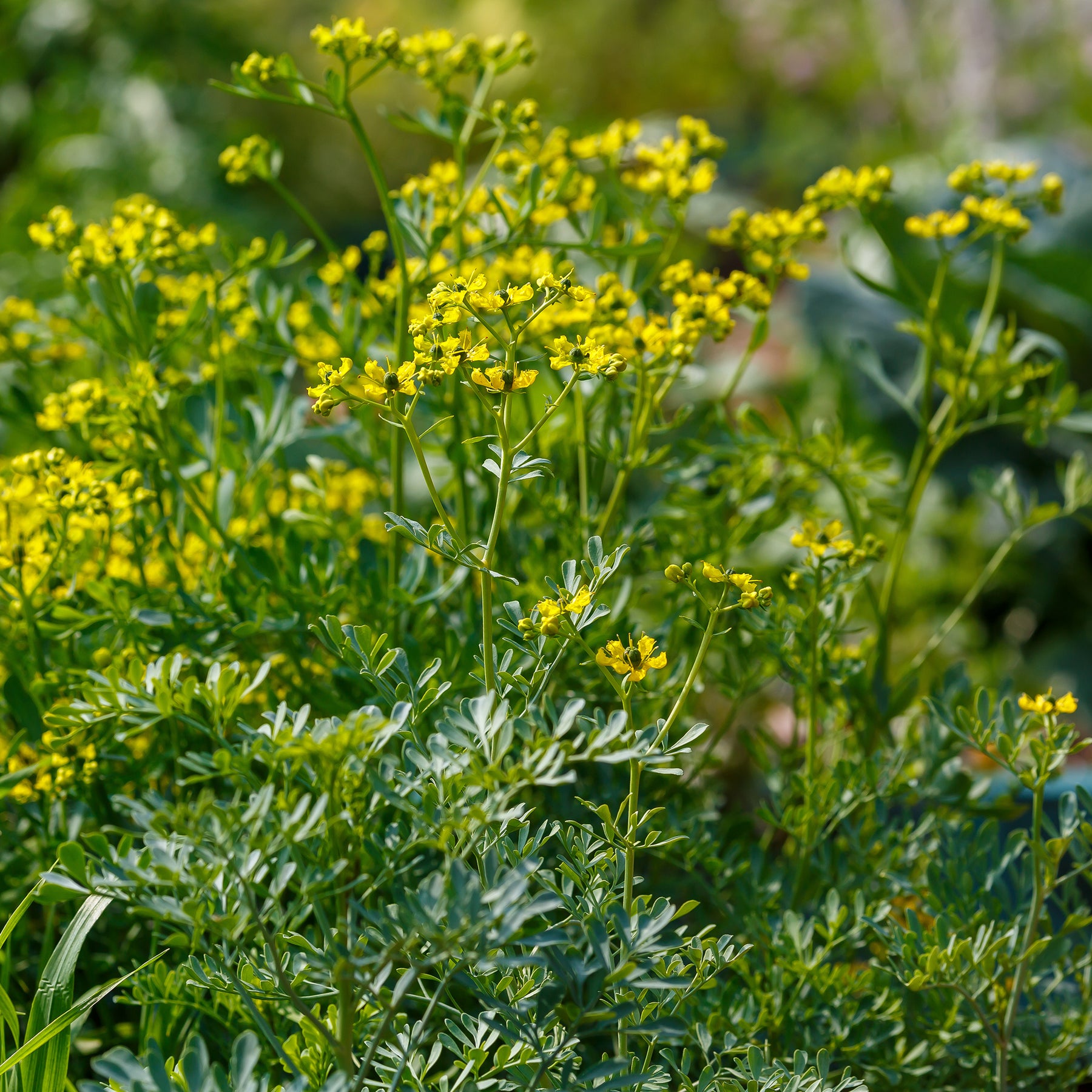 Ruta graveolens - Rue des Jardins - Plantes vivaces aromatiques