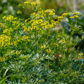 Ruta graveolens - Rue des Jardins - Plantes vivaces aromatiques