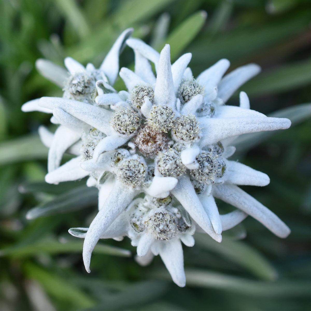 Edelweiss des Alpes Blossom of Snow - Willemse