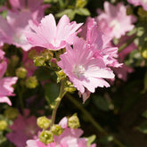 Mauve alcée Fastigiata - Willemse