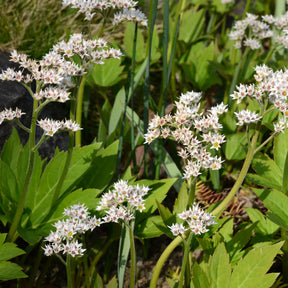 Lierre de Mandchourie Karasuba - Mukdenia rossii karasuba - Willemse