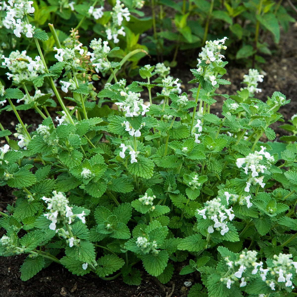 Nepeta Snowflake - Willemse