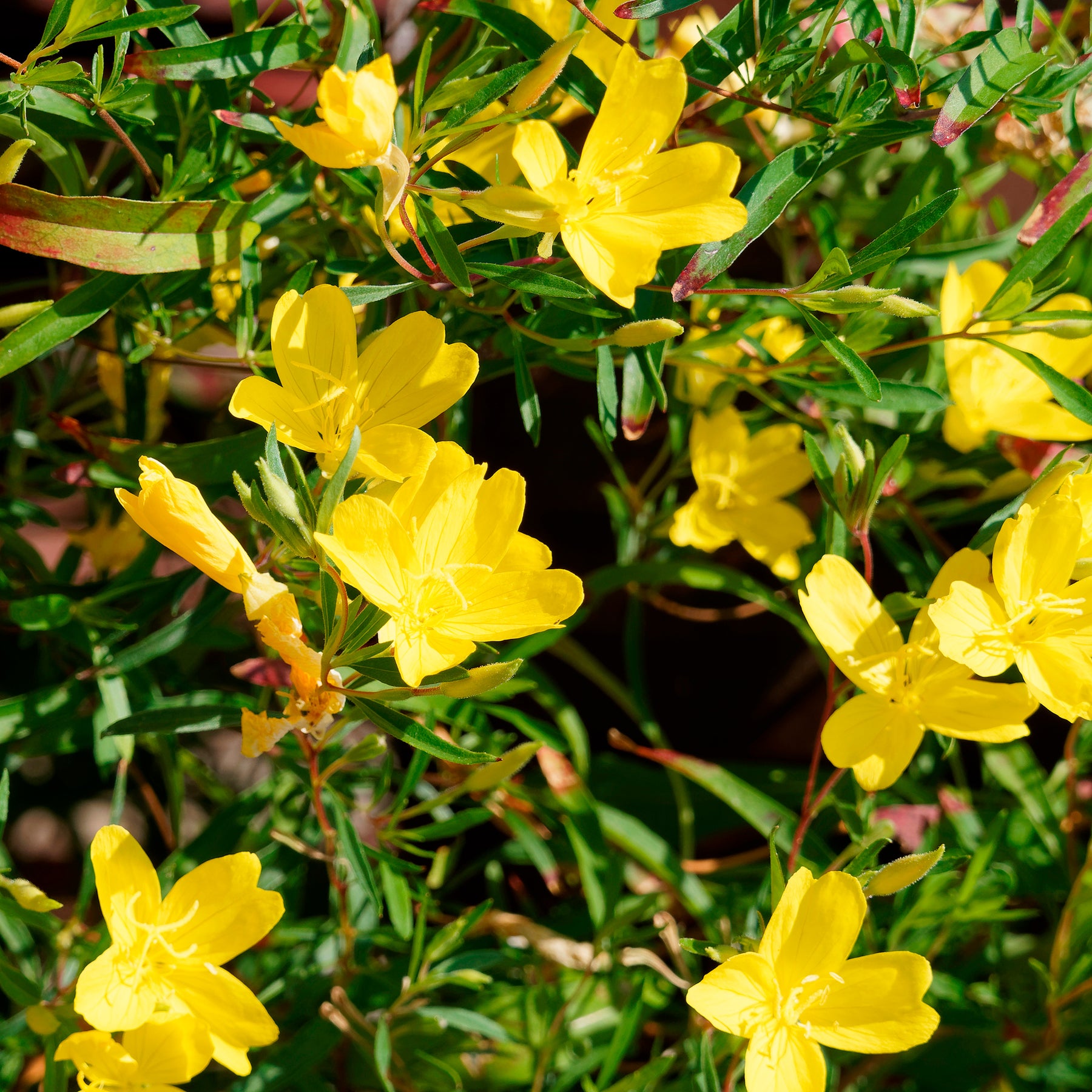 Oenothère African Sun - Onagre - Oenothera African Sun - Willemse