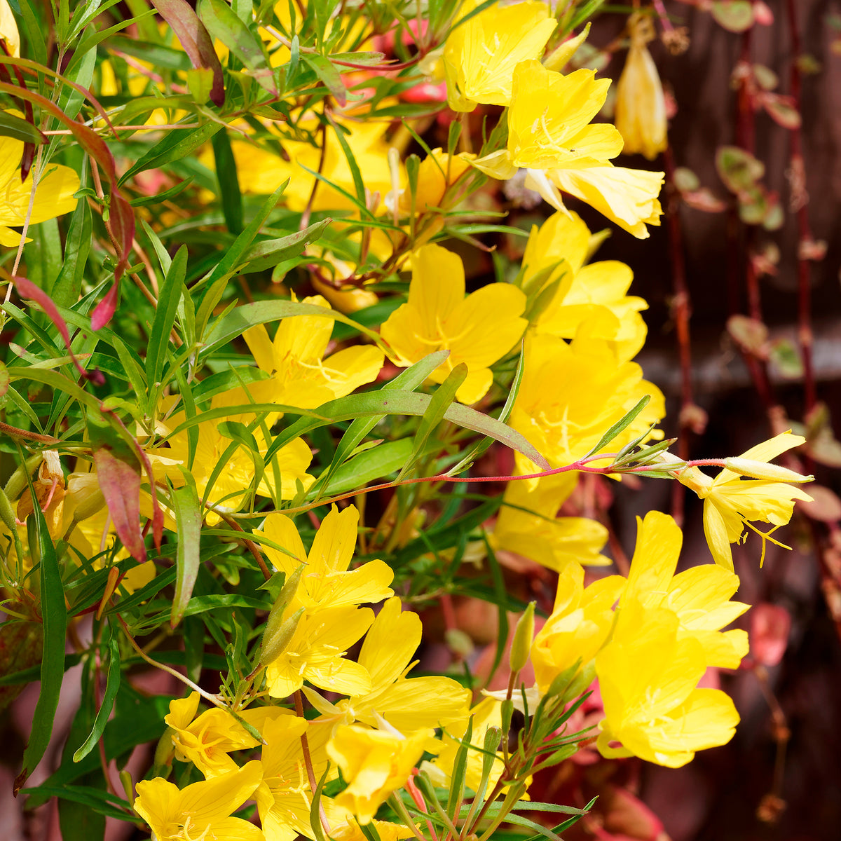 Oenothère African Sun - Onagre - Oenothera African Sun - Willemse