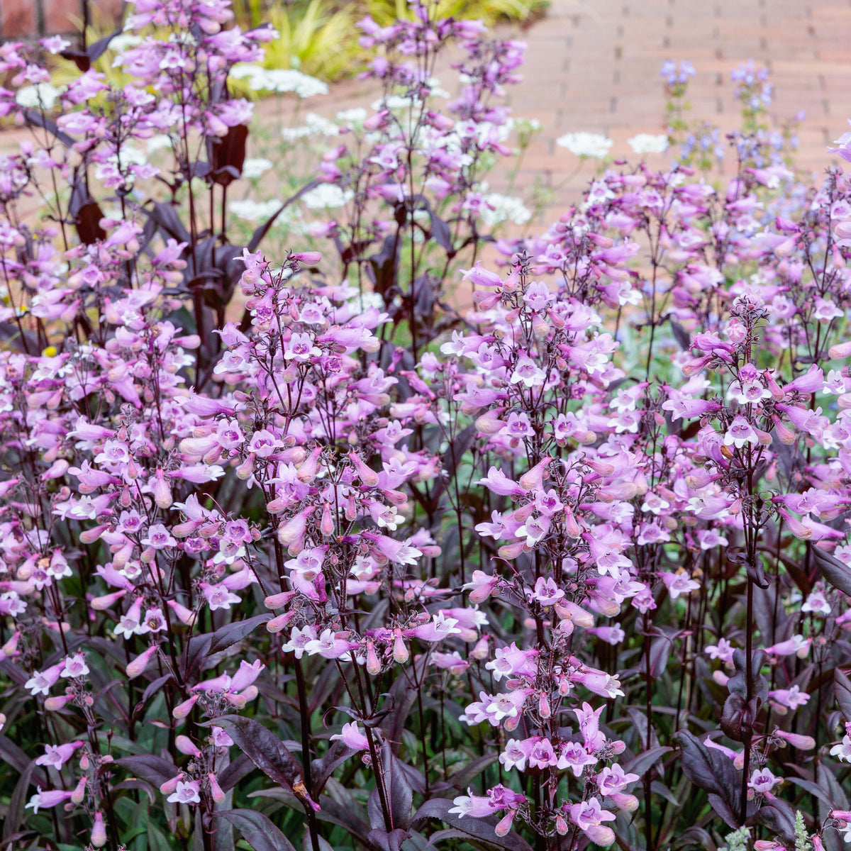 Galane Dark Towers - Penstemon - Willemse