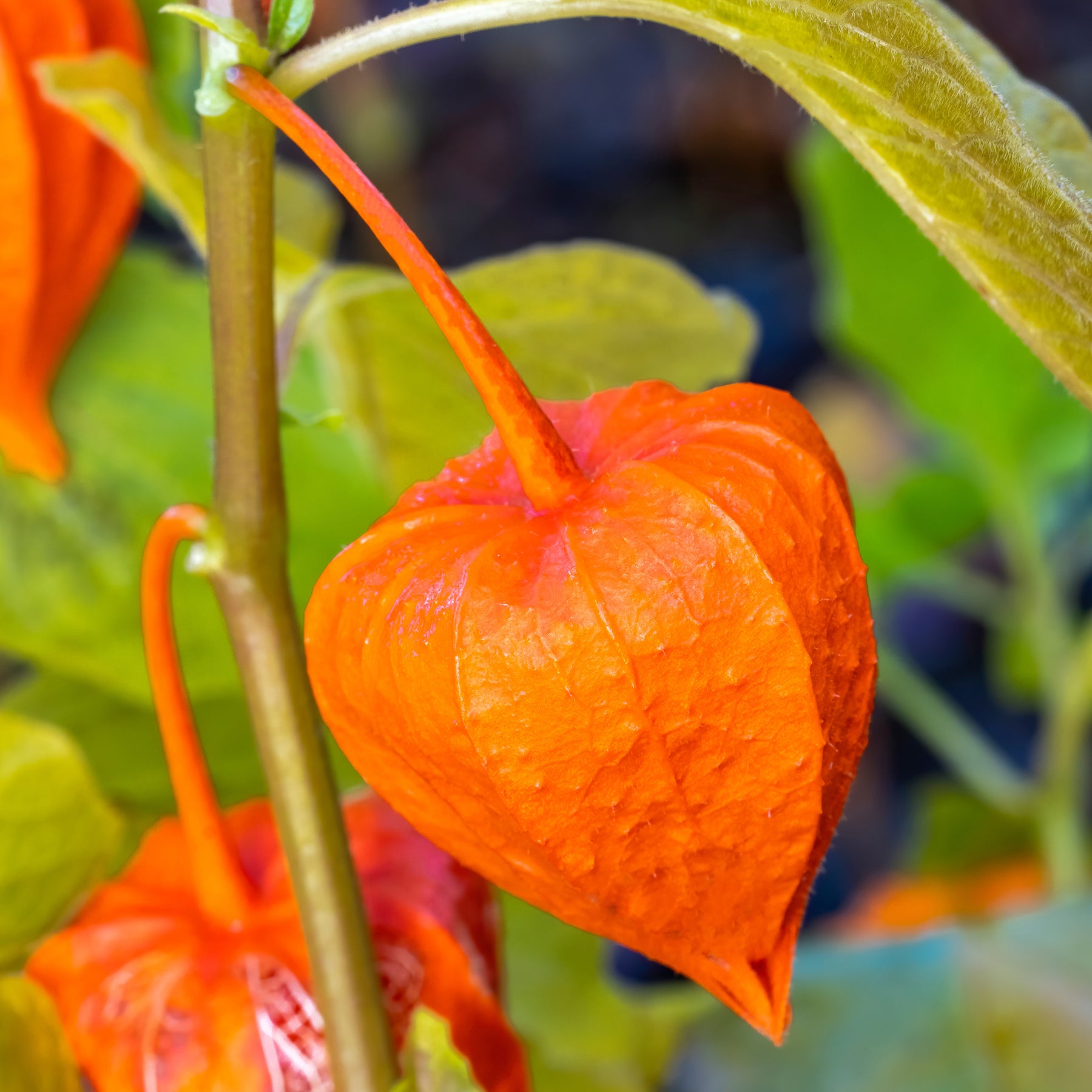 Physalis franchetii - Amour en cage - Physalis alkekengi var. franchetii - Willemse