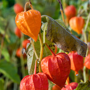 Physalis alkekengi var. franchetii - Physalis franchetii - Amour en cage - Coqueret - Physalis