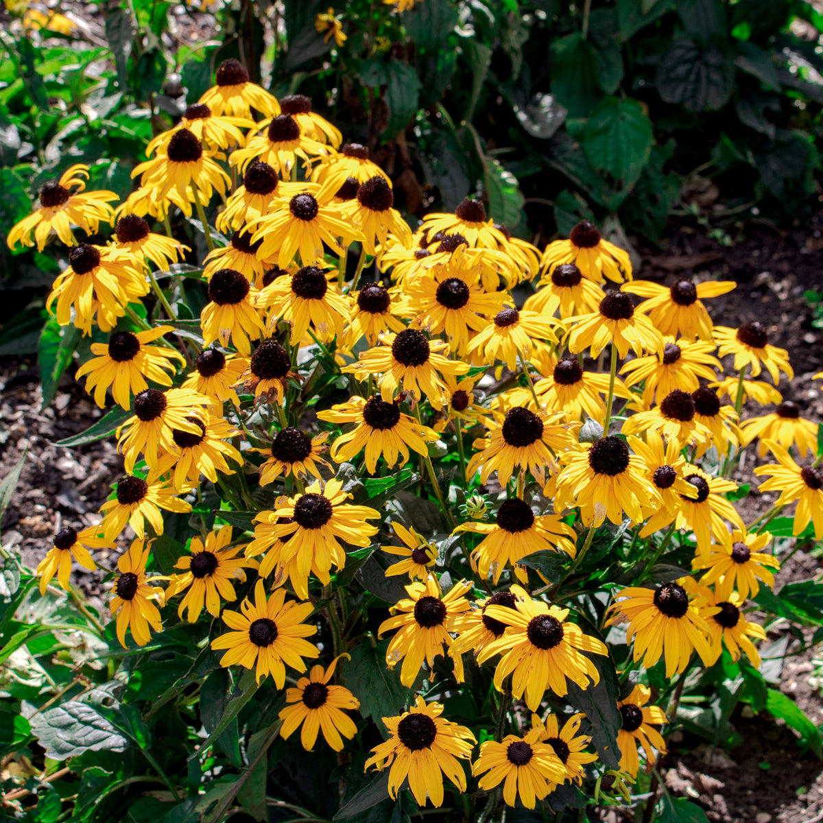 Rudbeckia Early Bird Gold - Willemse