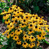 Rudbeckia Early Bird Gold - Willemse