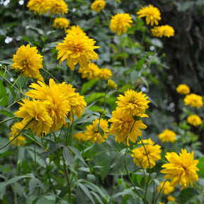 Rudbeckia laciniata goldquelle - Rudbeckia laciniata Goldquelle - Rudbeckia