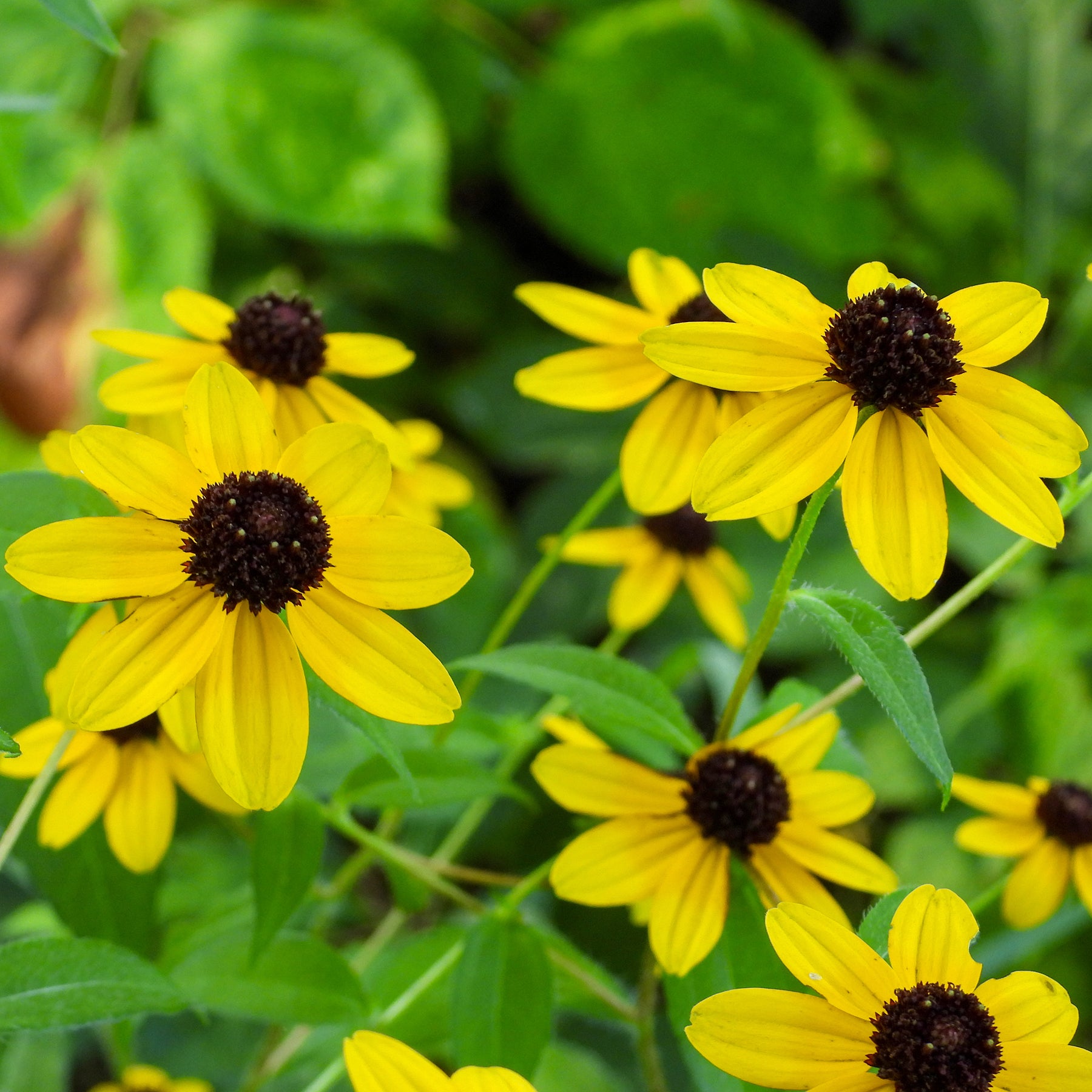 Rudbeckia  triloba - Rudbeckia trilobée - Rudbeckia