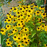 Rudbeckia trilobée - Willemse