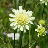 Scabieuse jaune - Willemse