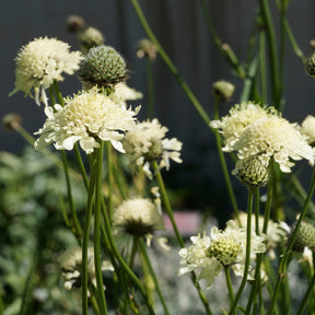 Scabieuse - Scabieuse jaune - Scabiosa ochroleuca