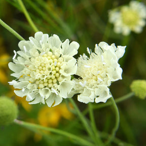Scabiosa ochroleuca - Scabieuse jaune - Scabieuse