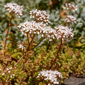 Sedum Coral Carpet - Willemse