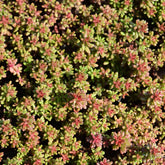 Sedum blanc tapissant - Willemse