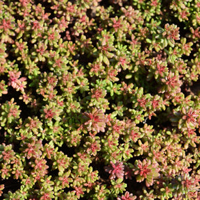 Sedum blanc tapissant - Willemse