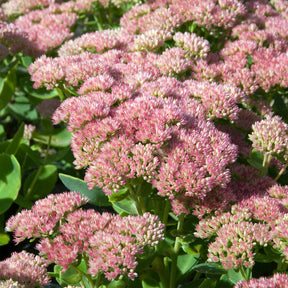 Sedum herbstfreude - Sedum Herbstfreude - Autumn Joy - Sédums