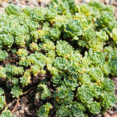 Sedum pachyclados - Willemse