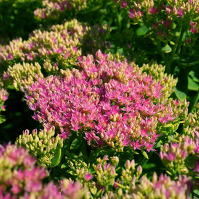 Sedum spectabile brilliant ( brilliant group ) - Sedum Brillant - Sédums