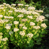Sedum Stardust - Willemse