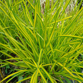 Laîche dorée - Carex Aurea - Willemse
