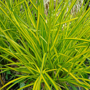 Laîche dorée - Carex Aurea - Carex elata aurea - Willemse
