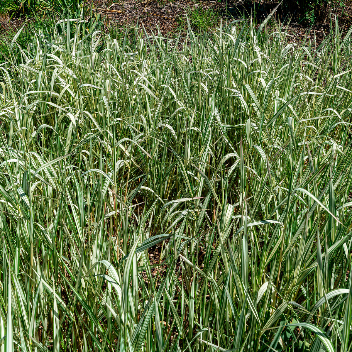 Phalaris panaché Feesey - Baldingère faux-roseau - Phalaris arundinacea Feesey - Willemse