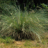 Pâturin australien persistant - Willemse