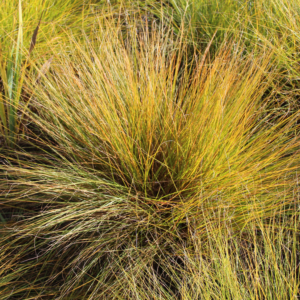 Sporobole à glumes inégales - Sporobolus heterolepis - Willemse