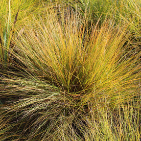 Sporobole à glumes inégales - Sporobolus heterolepis - Willemse