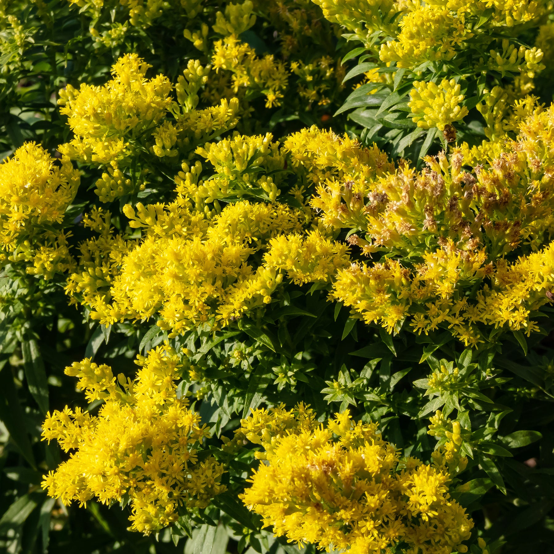Solidago Golden Mosa - Willemse