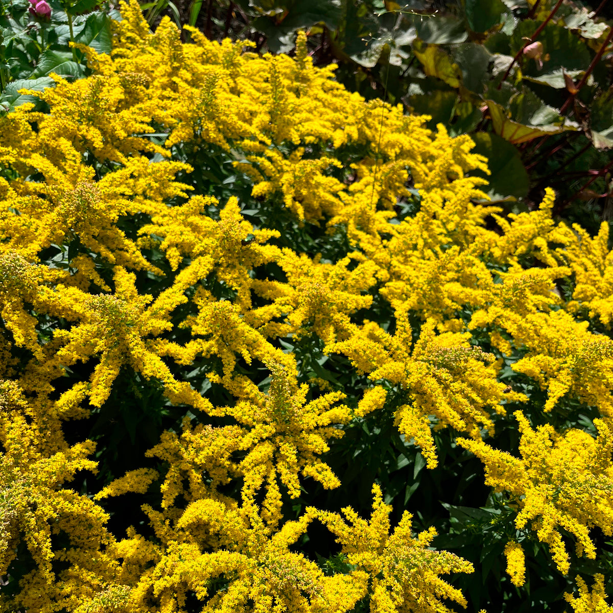 Solidago Golden Mosa