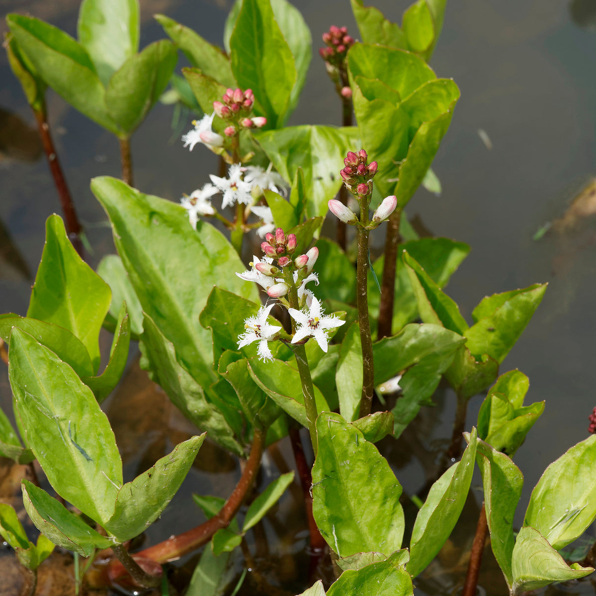 Trèfle d'eau - Menyanthes trifoliata - Willemse