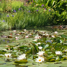 Nymphaea alba - Nénuphar blanc - Nénuphars